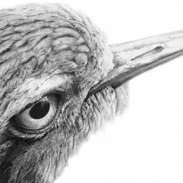 EYE OF THE CURLEW - SOLD