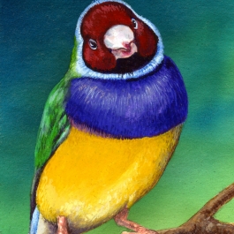 GOULDIAN FINCH STUDY - SOLD