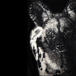 AFRICAN PAINTED DOG - SOLD