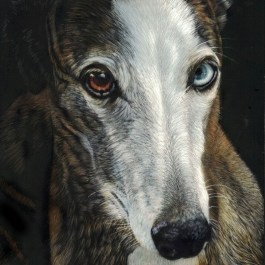 NELSON – THE WHIPPET